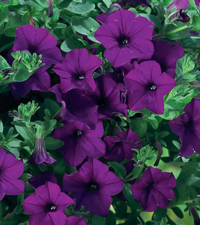 Петуния Касдис Чаплин Блю